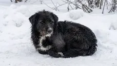 Zo help je katten veilig door de eerste vorstnacht: 5 slimme tips voor in je buurt